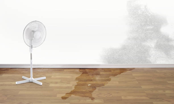 Best Basement water damage restoration  in St Paul, MN