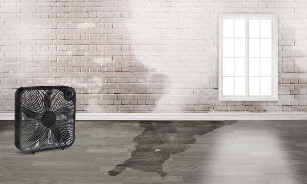 Best Professional water damage repair  in St Paul, MN
